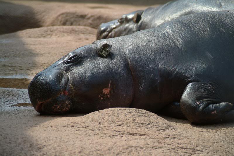 Hipopótamo Pigmeo Dormido