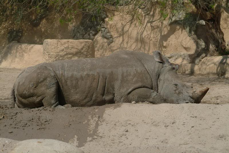 Rinoceronte dormido
