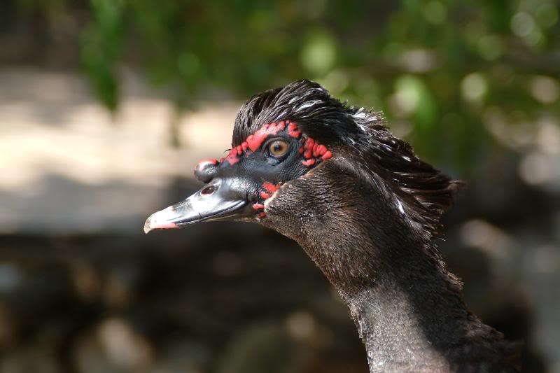 Un pato que se puso en pose