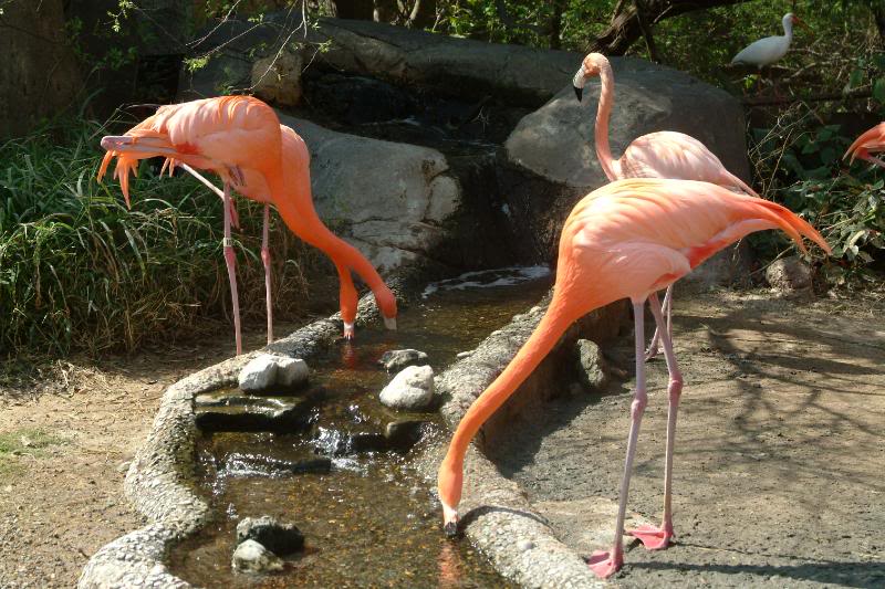 Los siempre fotogénicos Flamingos