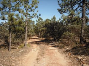 ¡De nuevo en un bosque!