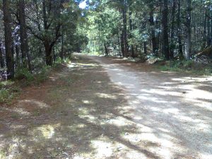 Camino casi abandonado