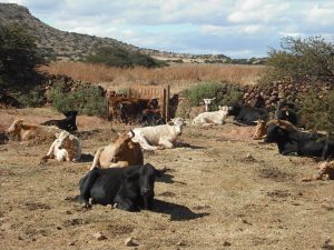 Pasan las vacas