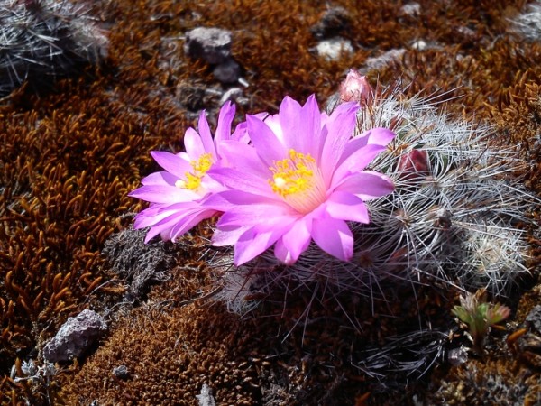 Adoré éstos cactos con flor, estaban por todo el lugar.