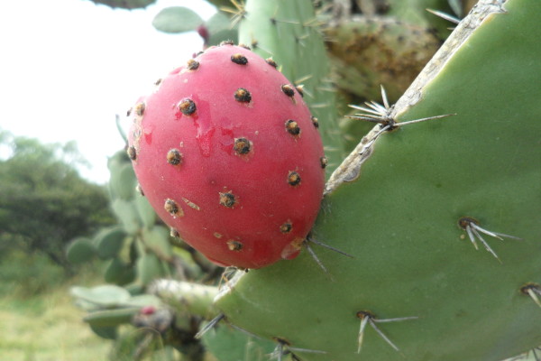 Tunas rojas