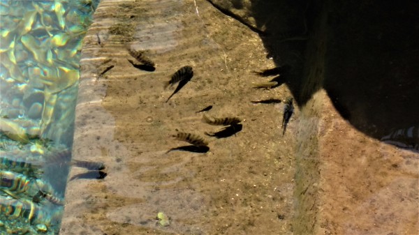 Peces en las Pozas Naturales