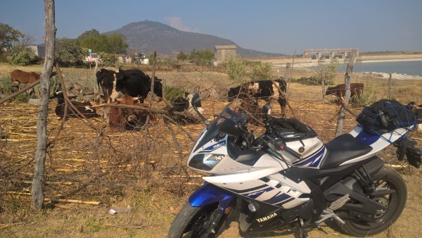 Vacas…