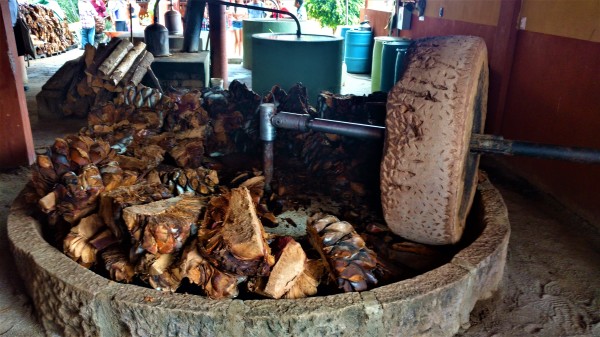 Aquí Inicia el proceso del Mezcal