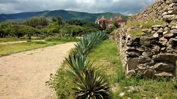 Agaves en la cuenca de Oaxaca