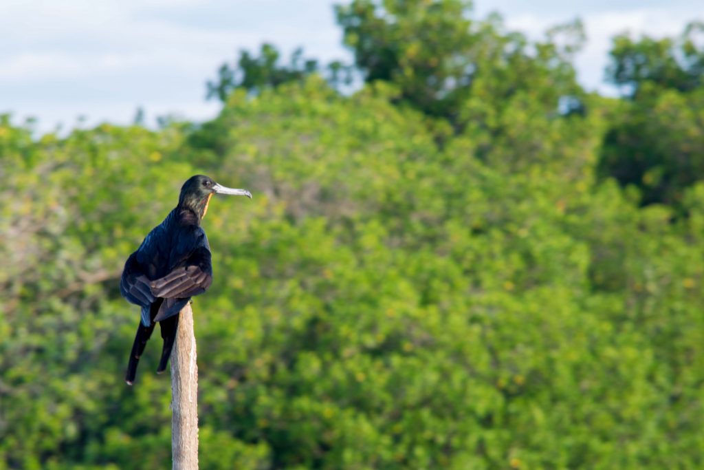 Fragata tomando un descanso