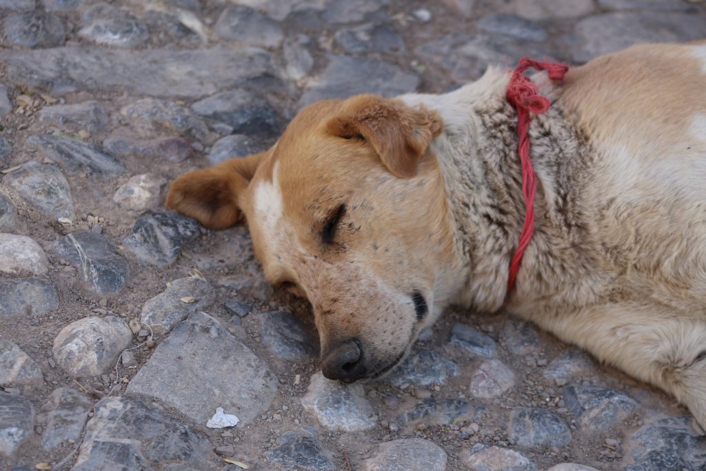 Vida de perro