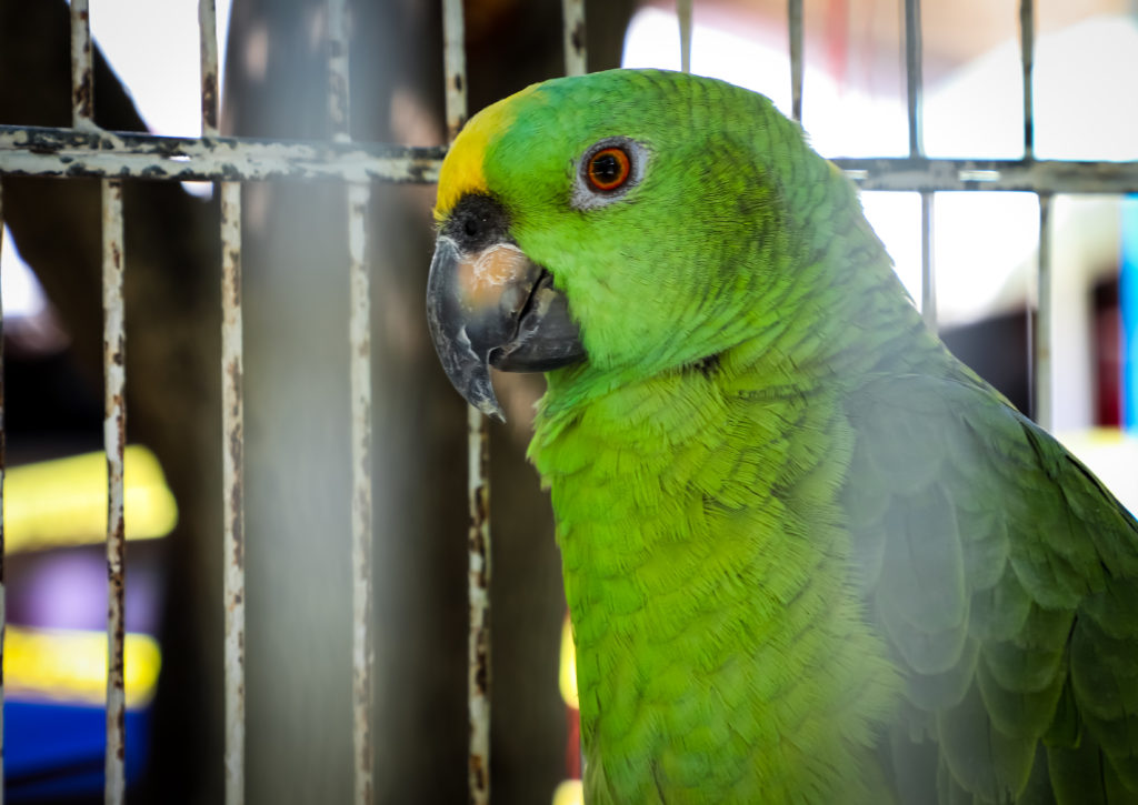 Verde Perico